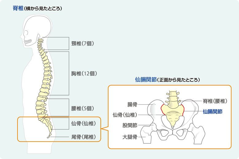 強直性脊椎炎で炎症が起こる主な場所 ―脊椎と仙腸関節―